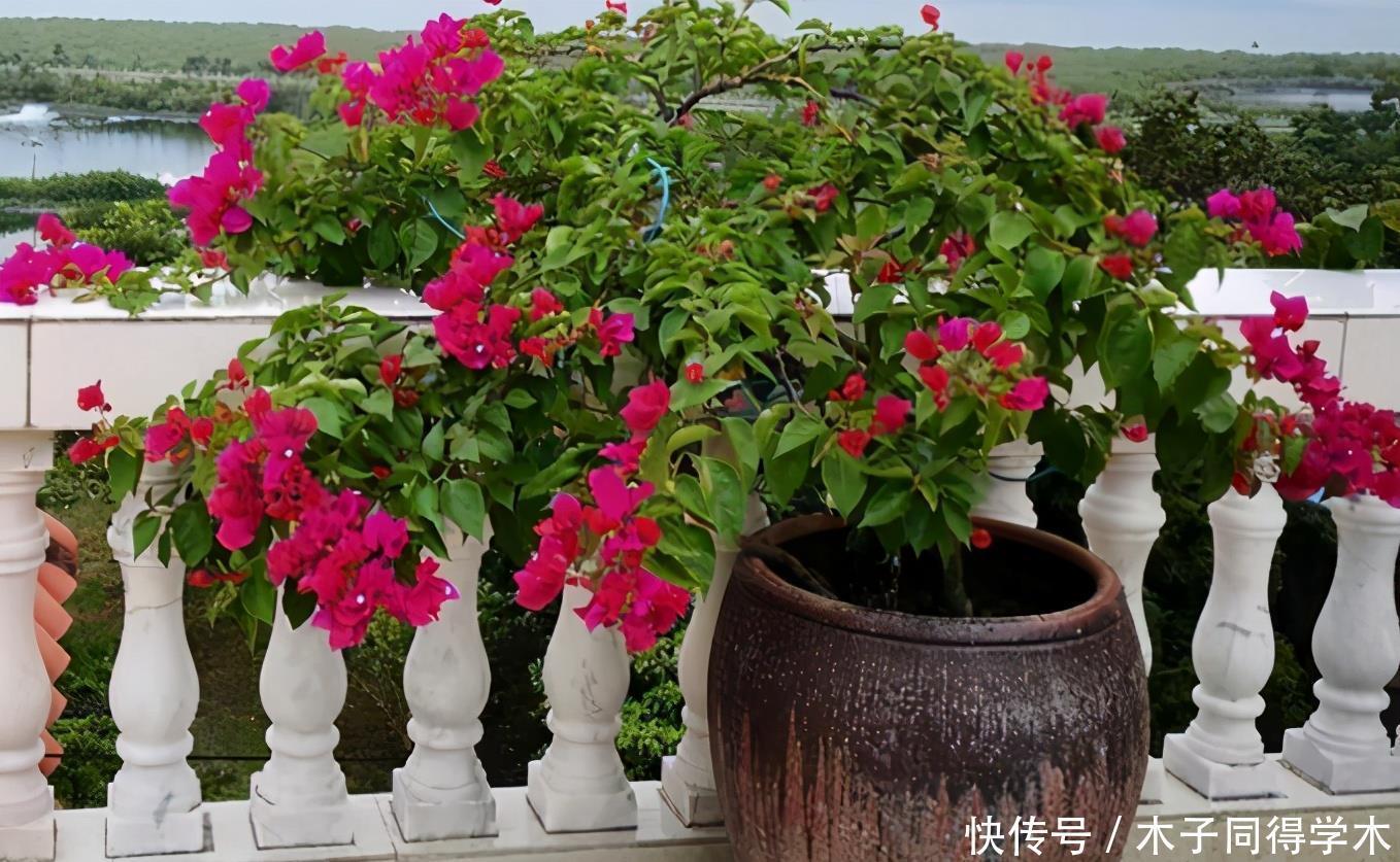 韵味|用这些“物件”当容器养花，打造漂亮花园，看上去更有韵味