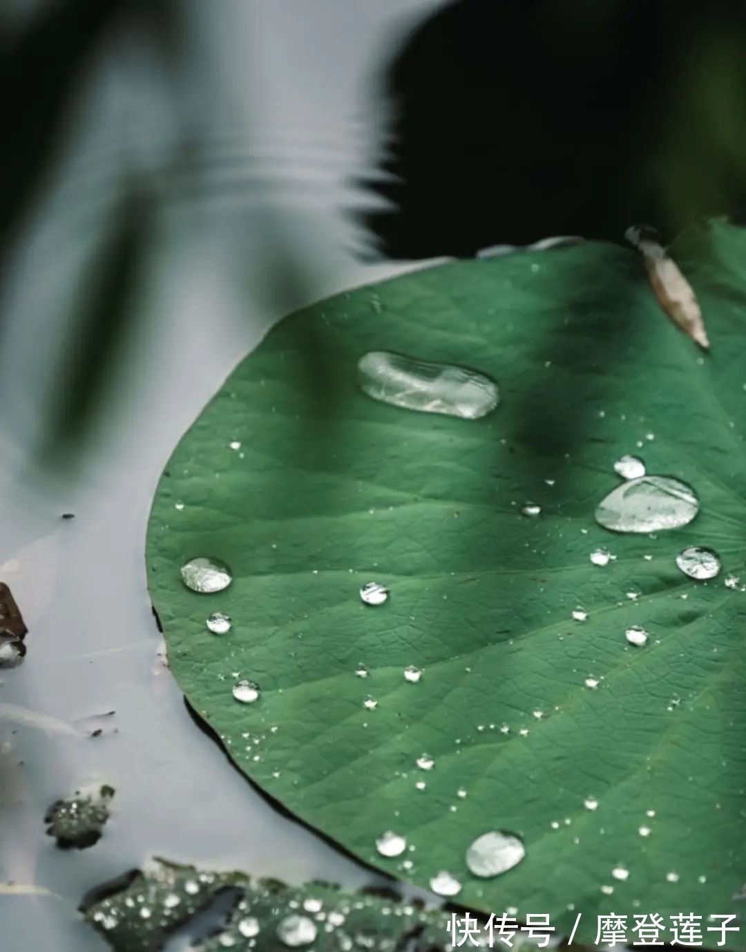 北大|北大的夏，等你的荷