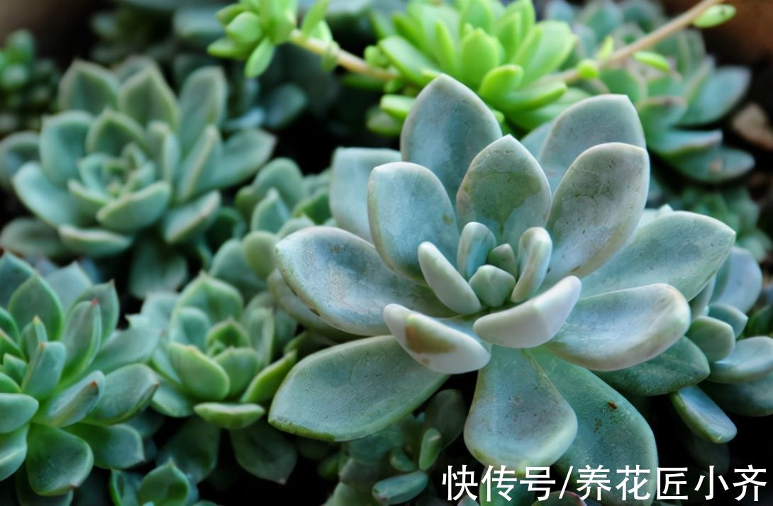 冬季养多肉有“5怕”,如果不避开,烂根化水很正常