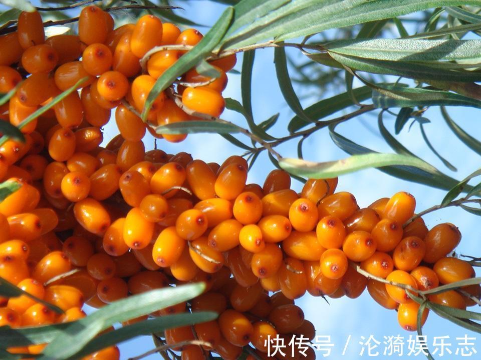 润肠通|聪明人最爱吃的4种食物,每天吃一些,排毒养颜,补血养气!