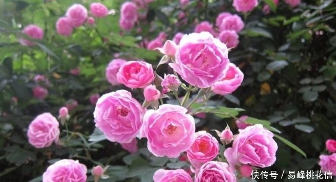 喂猪的东西,用来养花,花开起来迷死人!