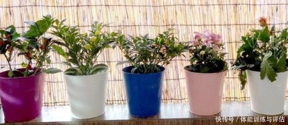 养花别再用自制肥，制作耗时还难闻，用上它养啥都爆满盆！