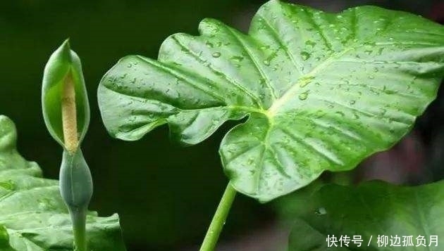 带有毒汁的三种花,提醒家人不可以养,不能忽略