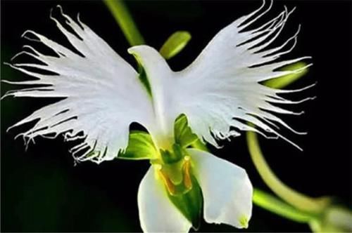 喜马拉雅山发现的价值1500万的兰花？这兰花凭什么这么贵？