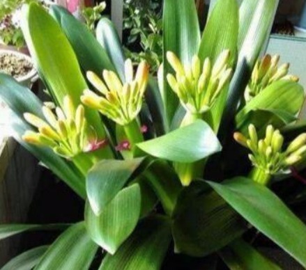 君子兰难开花在盆里埋点“它”，叶子油绿花也多