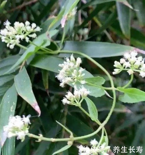 有些花名字太奇葩,叫出口太尴尬,开花却很美!