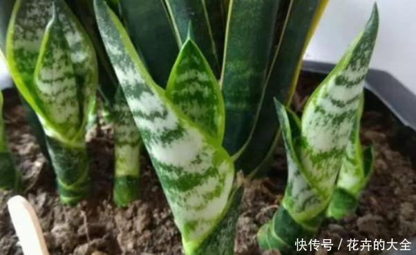 打开虎皮兰这个神秘机关,生长冒芽摁不住,还不知道的赶紧了解