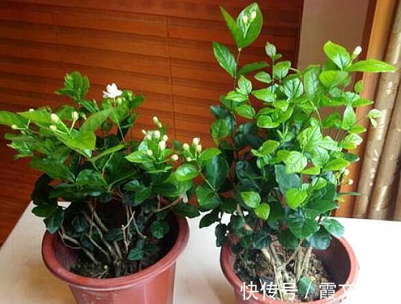 板结|养茉莉花,用什么“土”最合适,特别是新手,这一点一定要注意