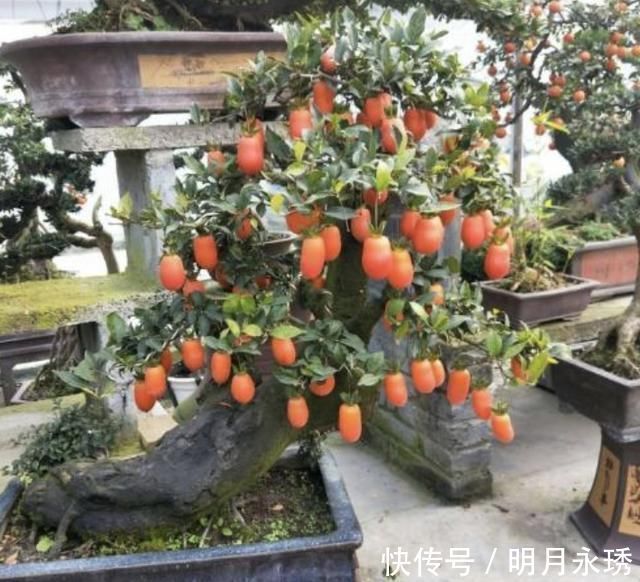 阳台上|过年就养“镇宅树”,6年后成为“盆景树”,比松柏值钱,寓意好