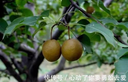 棠梨|这野果子,小的有拇指头这么细,大的有脚趾头这么粗,你吃过吗?