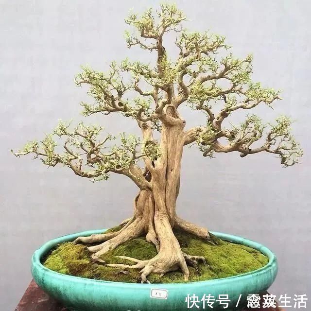 叶片|盆景制作技法夏天来到，盆景脱衣换锦，有6种好处