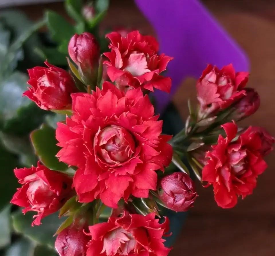 75个长寿花品种，一个比一个美，一起来认识一下吧！