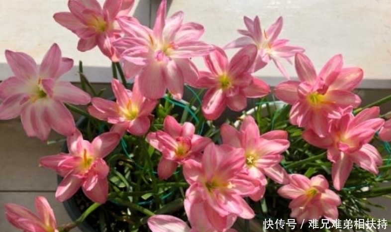 种花|4种花爱“喝水”，浇水越多长得越旺，再不担心烂根黄叶