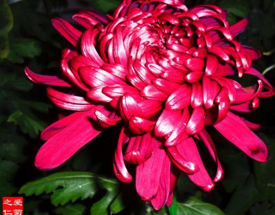 喜欢菊花，就养盆“稀世名菊”滦水黑旋风，似深色荷花，妩媚多姿