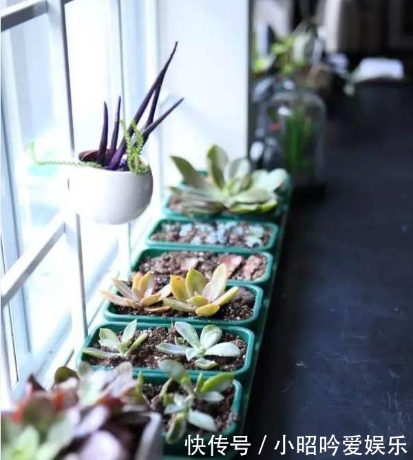 养才|刚买的多肉植物怎么养才不会死, 老花友给新手的8个建议