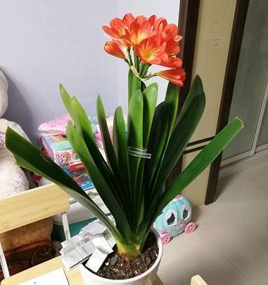 鸡蛋壳|君子兰用点鸡蛋壳，能养根，能促花，但是要用对方法