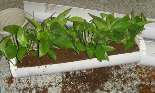 家里空间小，养花学着这么“省地”，再多盆栽都放得下