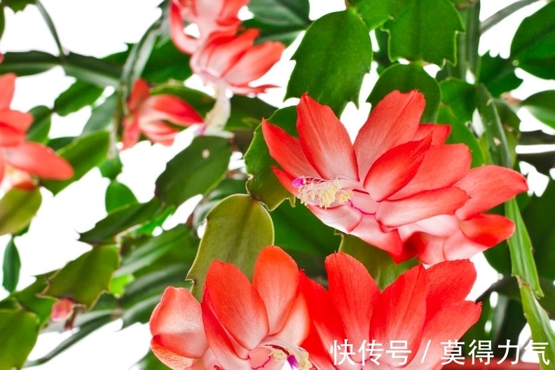 你的蟹爪兰开完花叶片就蔫了,这么做还能再开一茬花