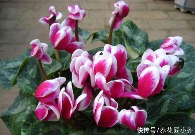 养花总是烂根？不仅要少浇水，还要做好这4点