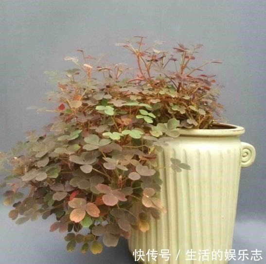 酢浆草|原来酢浆草这么好看啊,做成盆景真的太美了!我还是第一次见呢!