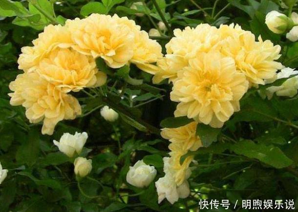 左邻右舍|院子再小，也要养棵它，2年长一片，开花特别美，左邻右舍都说香