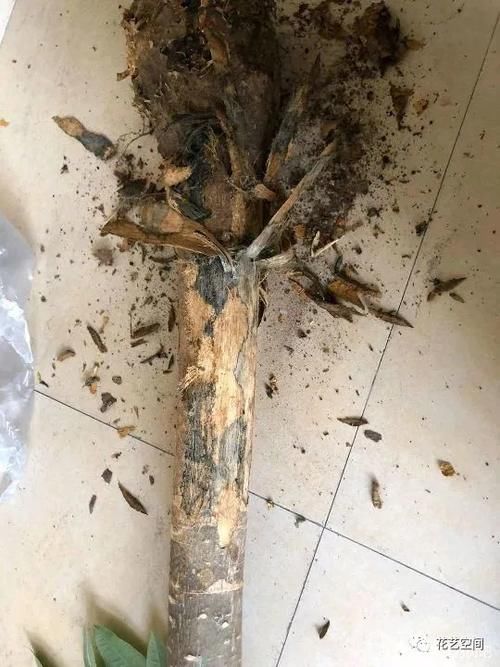 周末去花市逛一圈，捡一袋子枝条，回家扦插几百盆，秒变养花大户