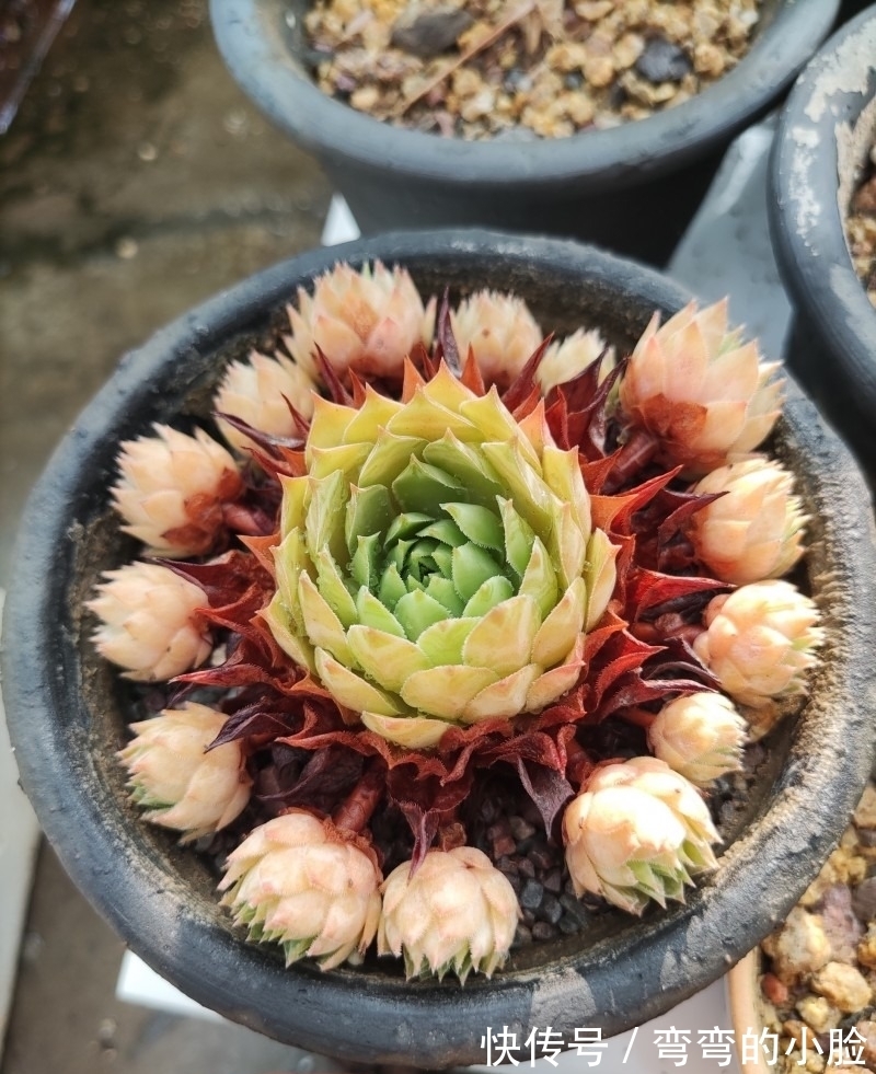 诺娃|有事没事看看多肉,才是度夏的基本保障