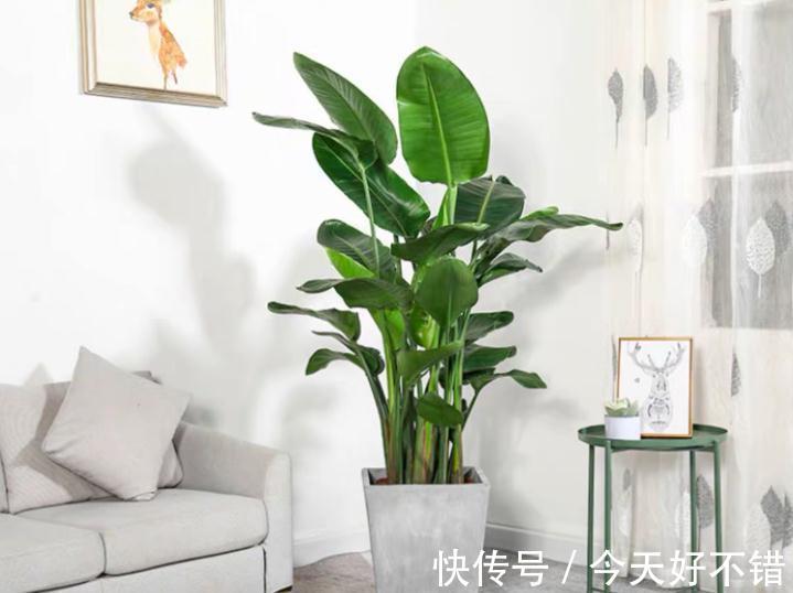 柠檬树|卧室不要乱养花,4种“催眠花”,净化夜间空气,一觉睡到大天亮