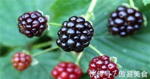 黑莓|秋天来了,不妨多吃3种食物,排毒减肥、延缓衰老,好处多多