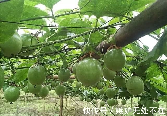 百香果|街上一斤10元,其实只要一粒籽就能在家盆栽,一年四季都结果!