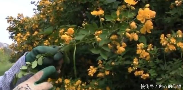 田間路邊的這種植物,果實(shí)酷似“花生” 老農(nóng)它有數(shù)百年的歷史!