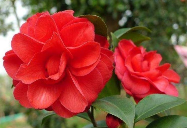 养这几朵花,花香浓郁,花期长,开花芳香四溢,花朵稠密惹眼