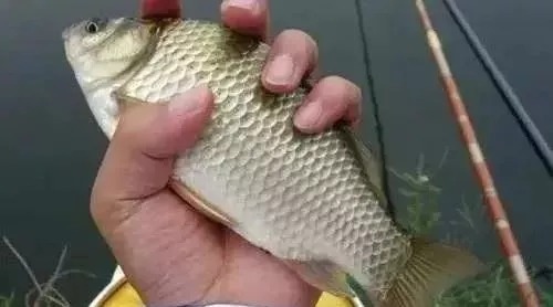 冬季钓鱼调漂有绝招,专门应对水凉鱼口轻,钓鲫鱼一杆一个准!