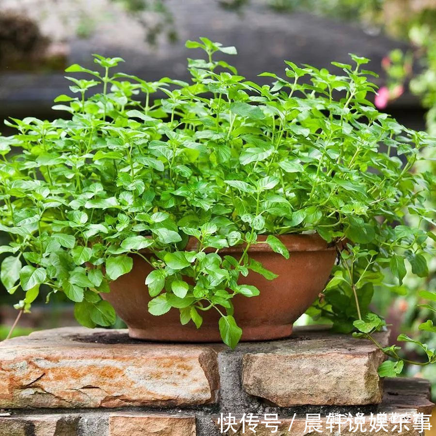 发财树|勤养鱼,懒养花,10种要粗养才长得好的室内盆栽