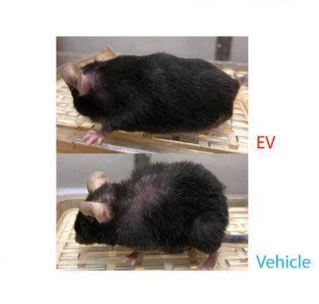 重大突破!华盛顿大学用“返老还童”酶使剩余寿命延长2.3倍