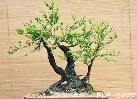 原来有钱人家都养这个花,镇宅,招财,这可是“帝王之木”