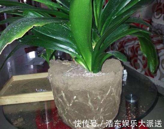 结积水|盆土板结积水怎么办3个“步骤”就解决，盆土疏松肥沃，根系旺