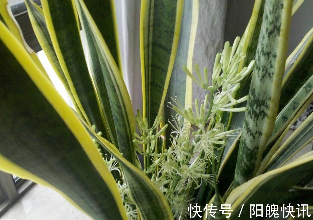 虎皮兰也开花注意这件小事，开到停不下来！