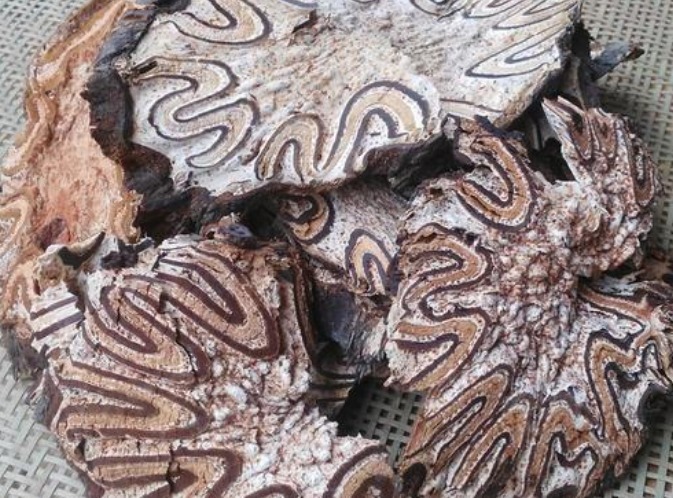 生命力|此种野生物,现可遇不可求,在民间十分珍贵,值得被我们珍惜保存