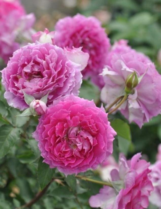 非常奇特的月季花，花色桃红艳丽，花瓣边缘波浪形，好看又好养