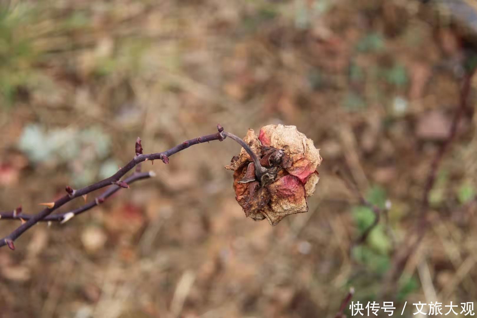 昆明冬日看花