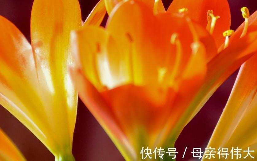 白绢病|盆栽君子兰软腐枯萎,常见3种病害,2分钟学会判断和治疗