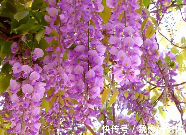 15种花有毒，家里有老人、小孩、孕妇或宠物的，要慎养