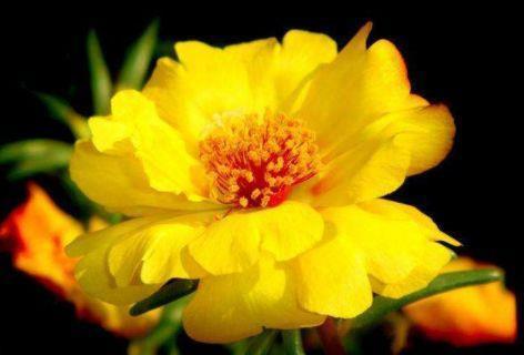 4种花是懒人的最爱,有阳光就爆盆,给点水就疯长,好养易活