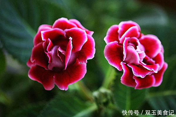 口红|这些花不用太多光,放在家里的阴处养,开花大朵真漂亮