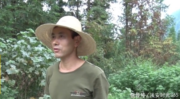 11月14日猪评：跌势连续！供需继续错配猪价堕入惯性跌落！