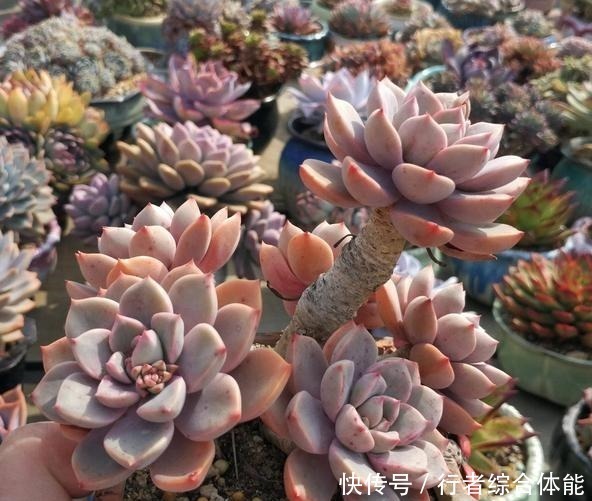 花友|放在顶楼露养1个月后,给多肉拍照的时候,再也不用开滤镜了!