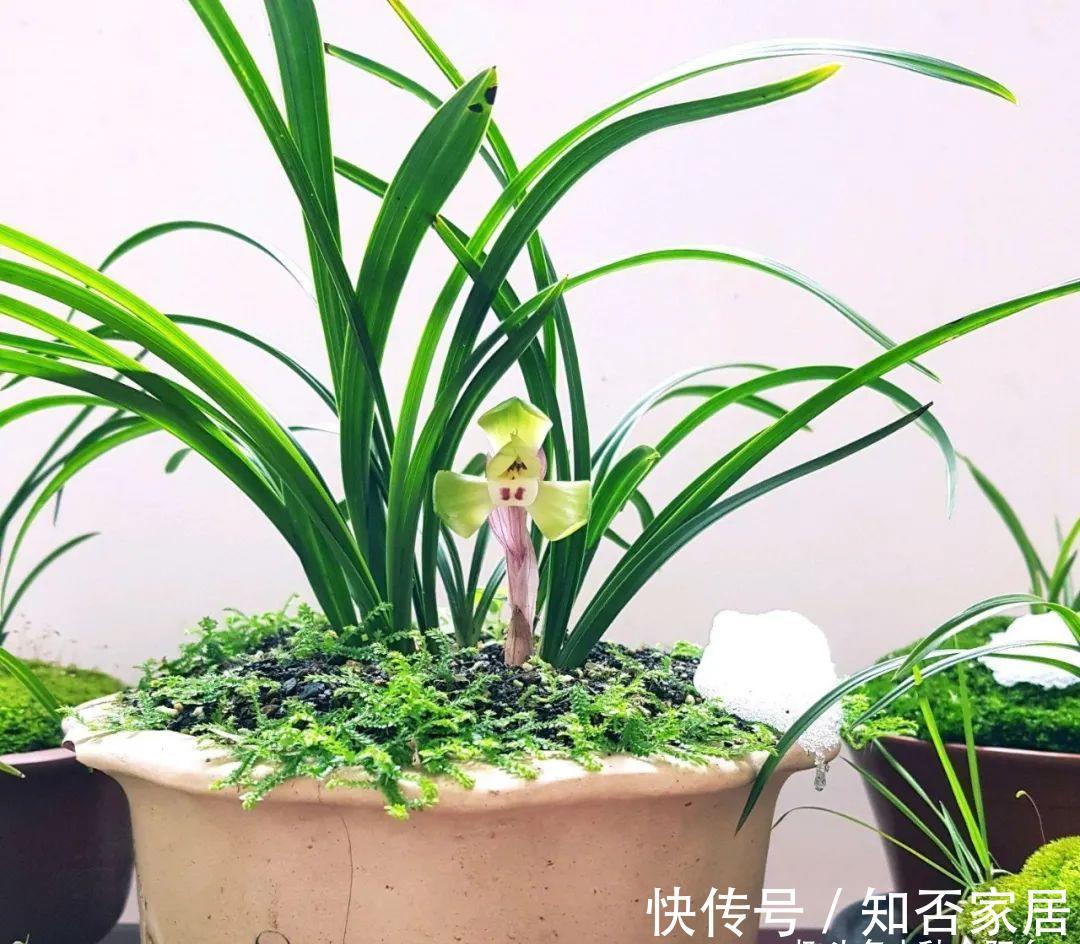 阳台上|高阶养兰：自制椰汁催芽液为兰花催芽，拿捏“细节”才是关键！