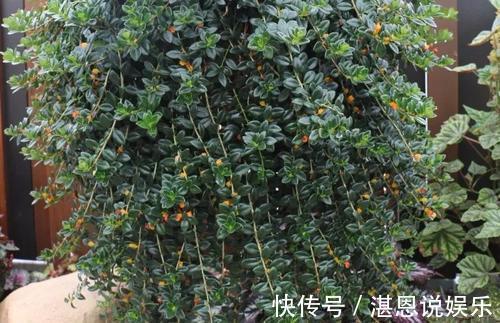 花繁叶茂|它比金边吊兰漂亮，1个修剪小技巧，长势快，开花不断，花繁叶茂