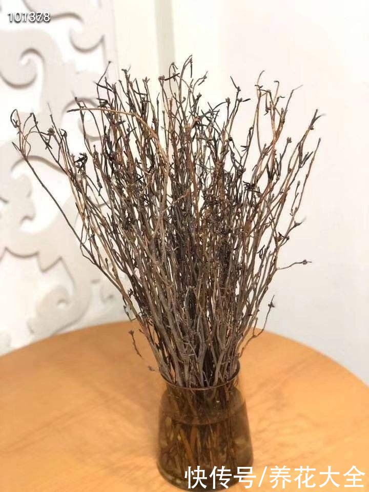 花市看见干枝杜鹃,为了良心,千万别买